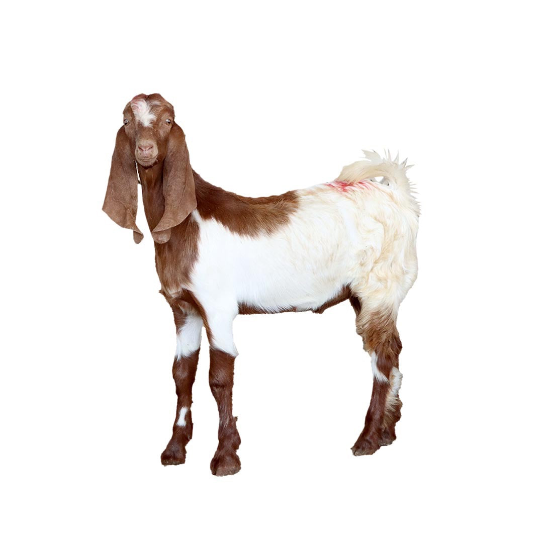Local Goat
