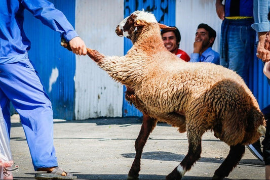 Qurbani Conditions in Islam