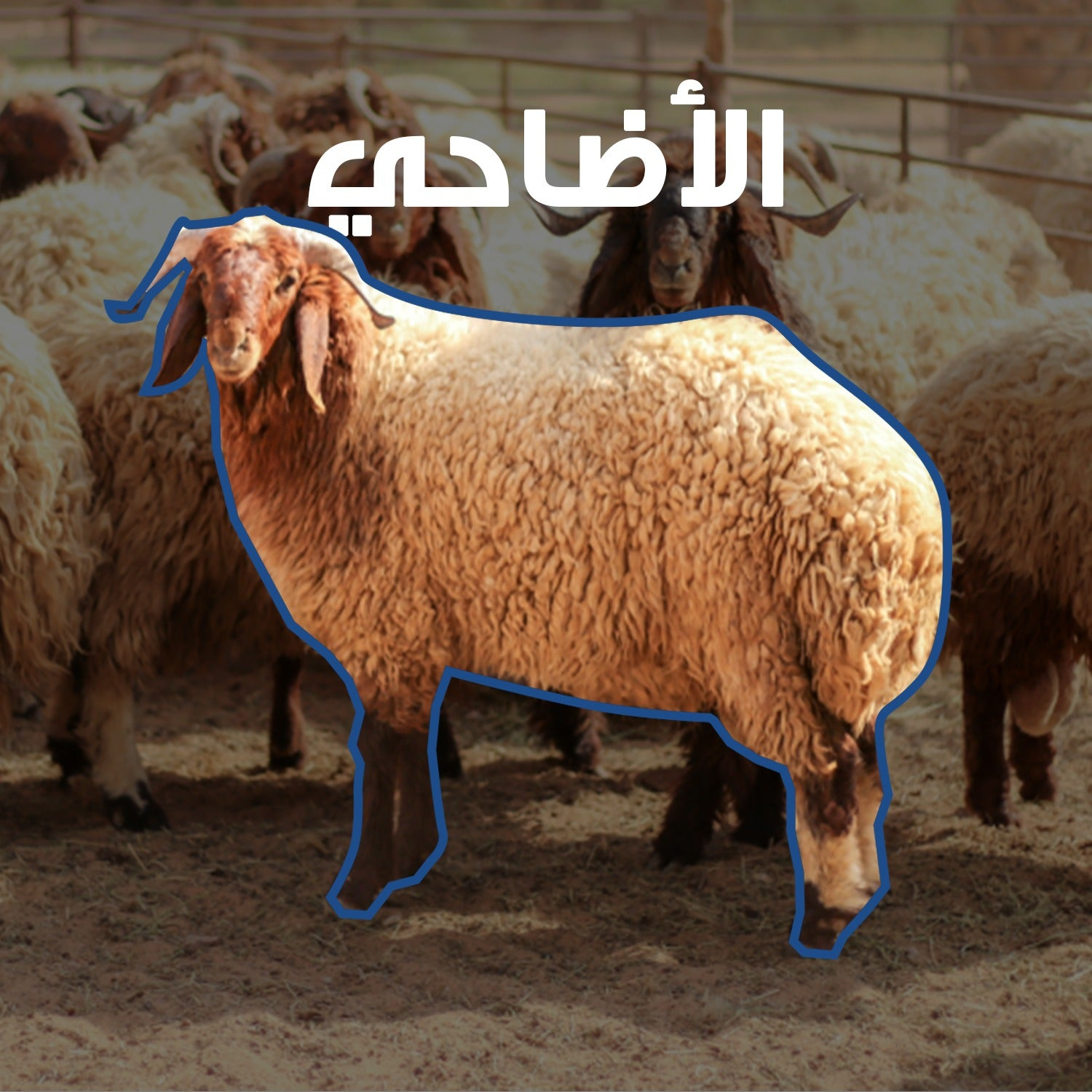 Qurbani