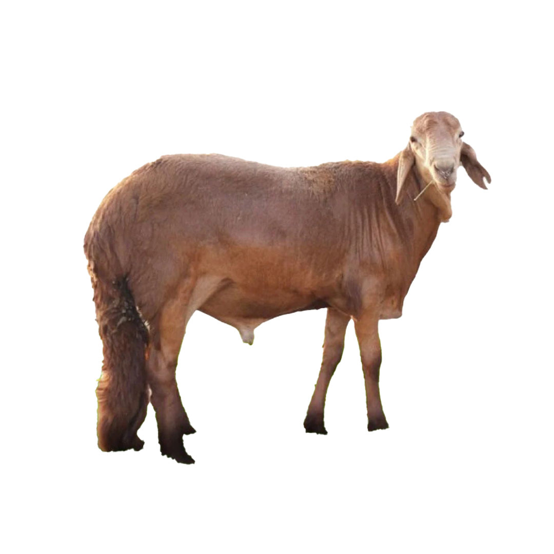 خروف سوداني