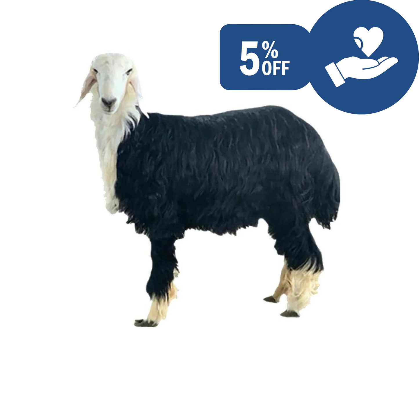 خروف نجدي