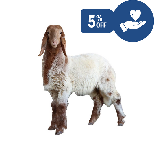 Kashmiri Lamb