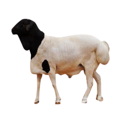 Somalian Lamb