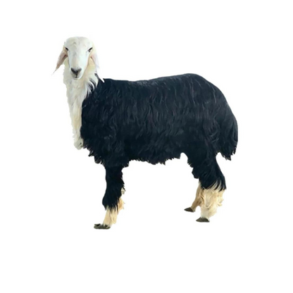 Najdi Lamb