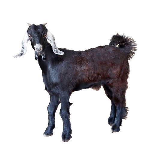 Aradi Goat