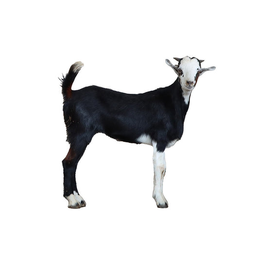 Salali Goat